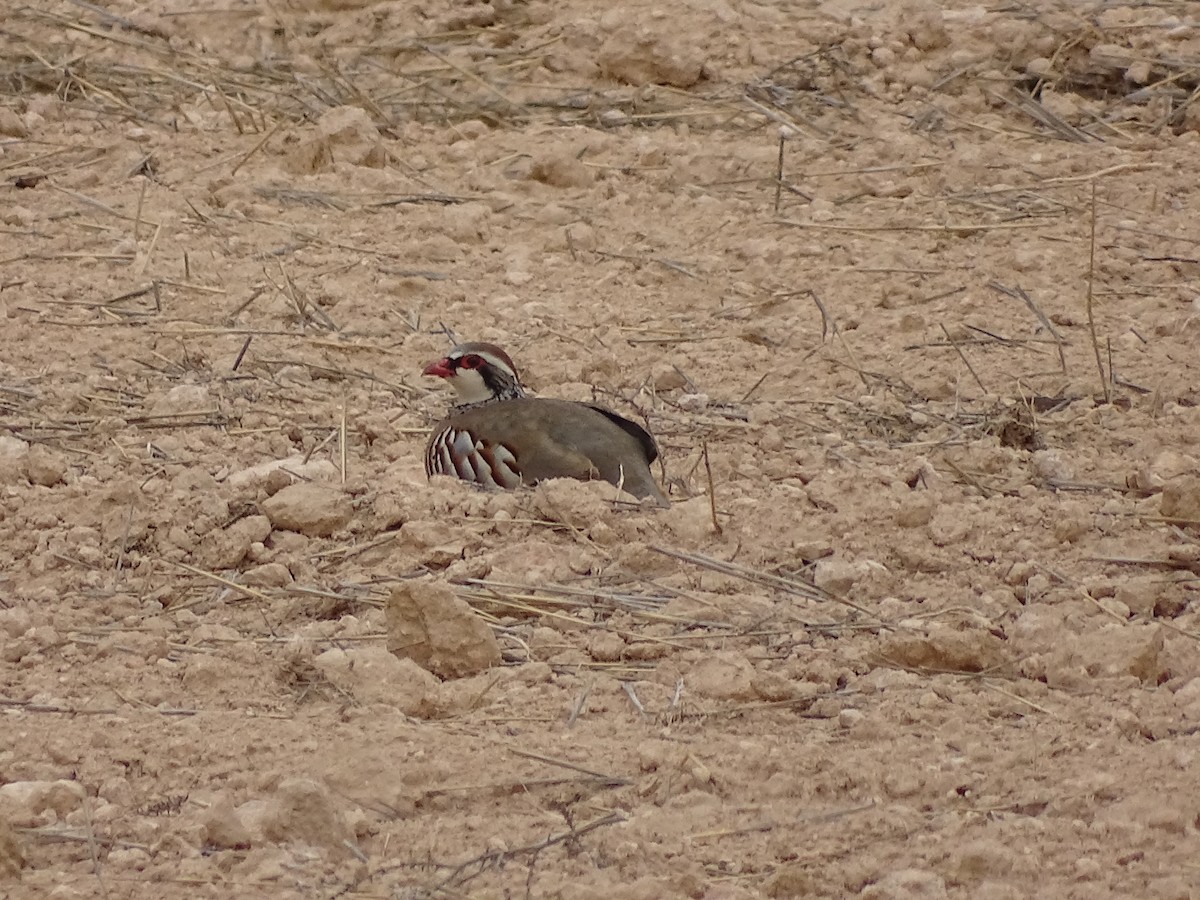 Red-legged Partridge - ML608318594