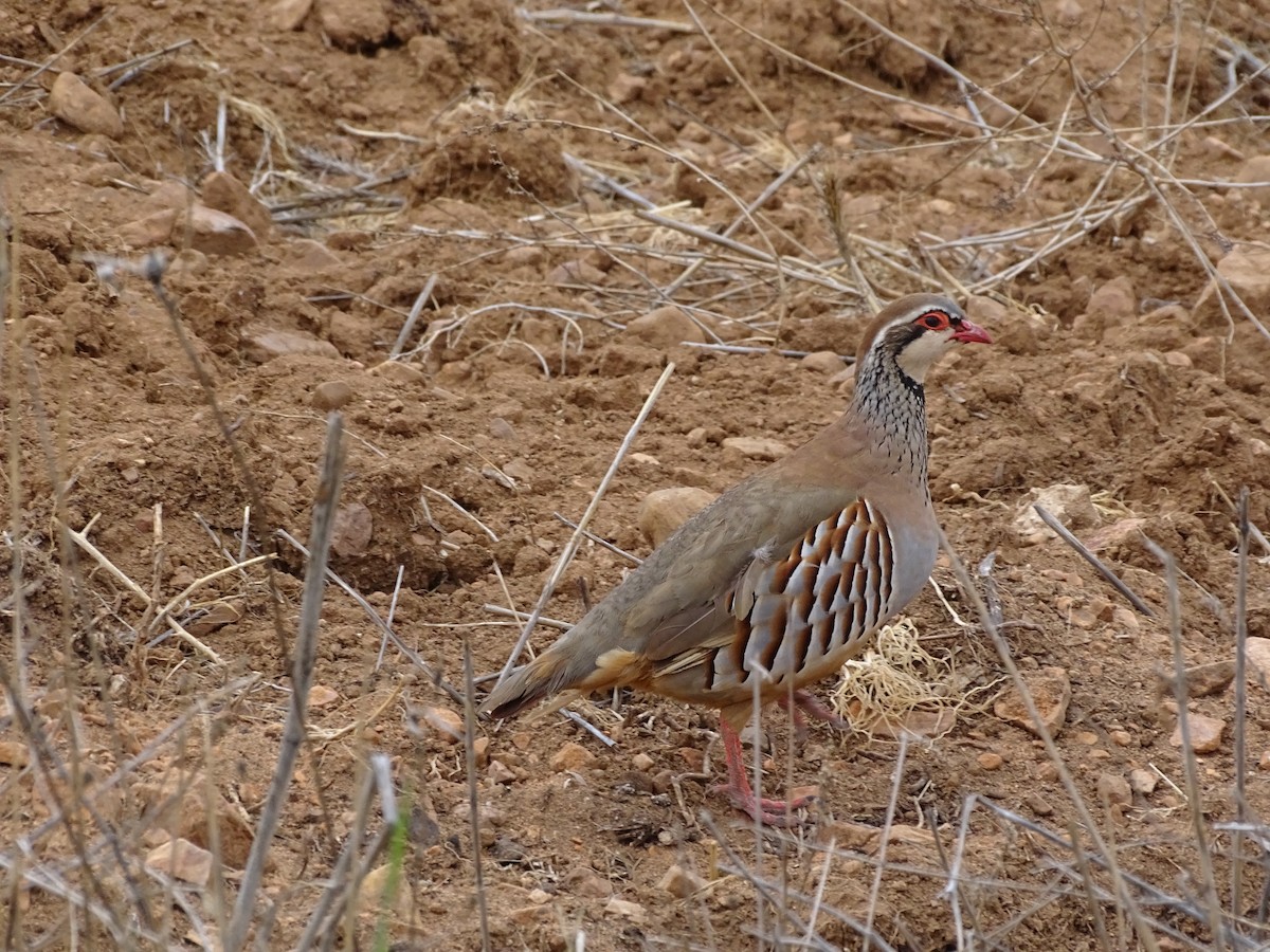 Red-legged Partridge - ML608318598