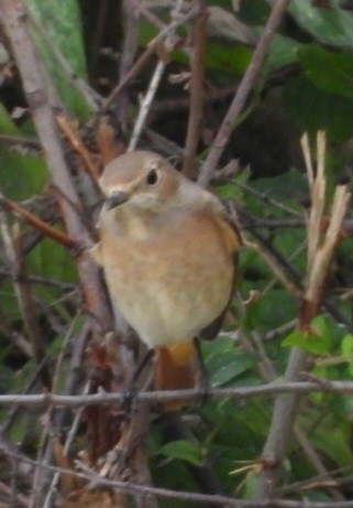 Common Redstart - juan carlos dieguez