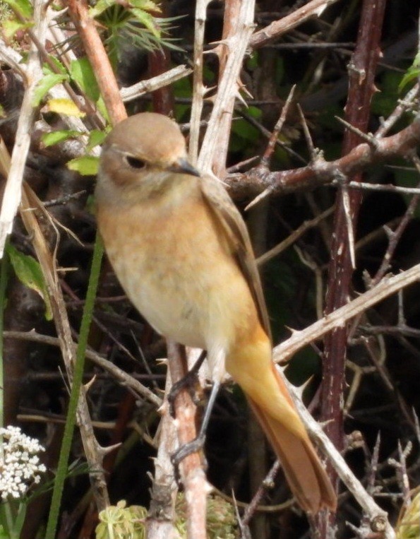 Common Redstart - juan carlos dieguez
