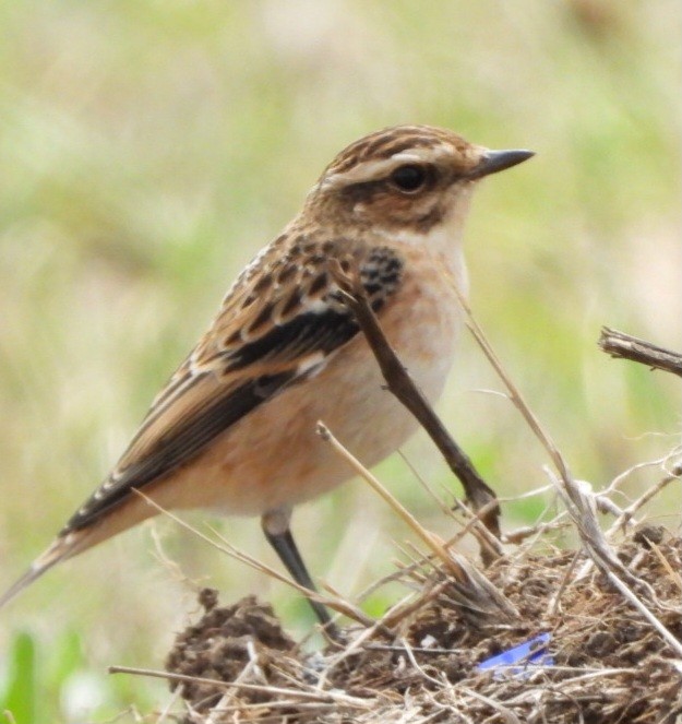 Whinchat - juan carlos dieguez