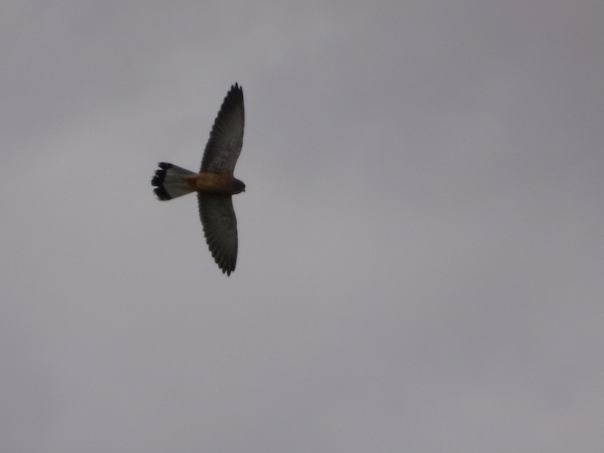 Eurasian Kestrel - ML608318690