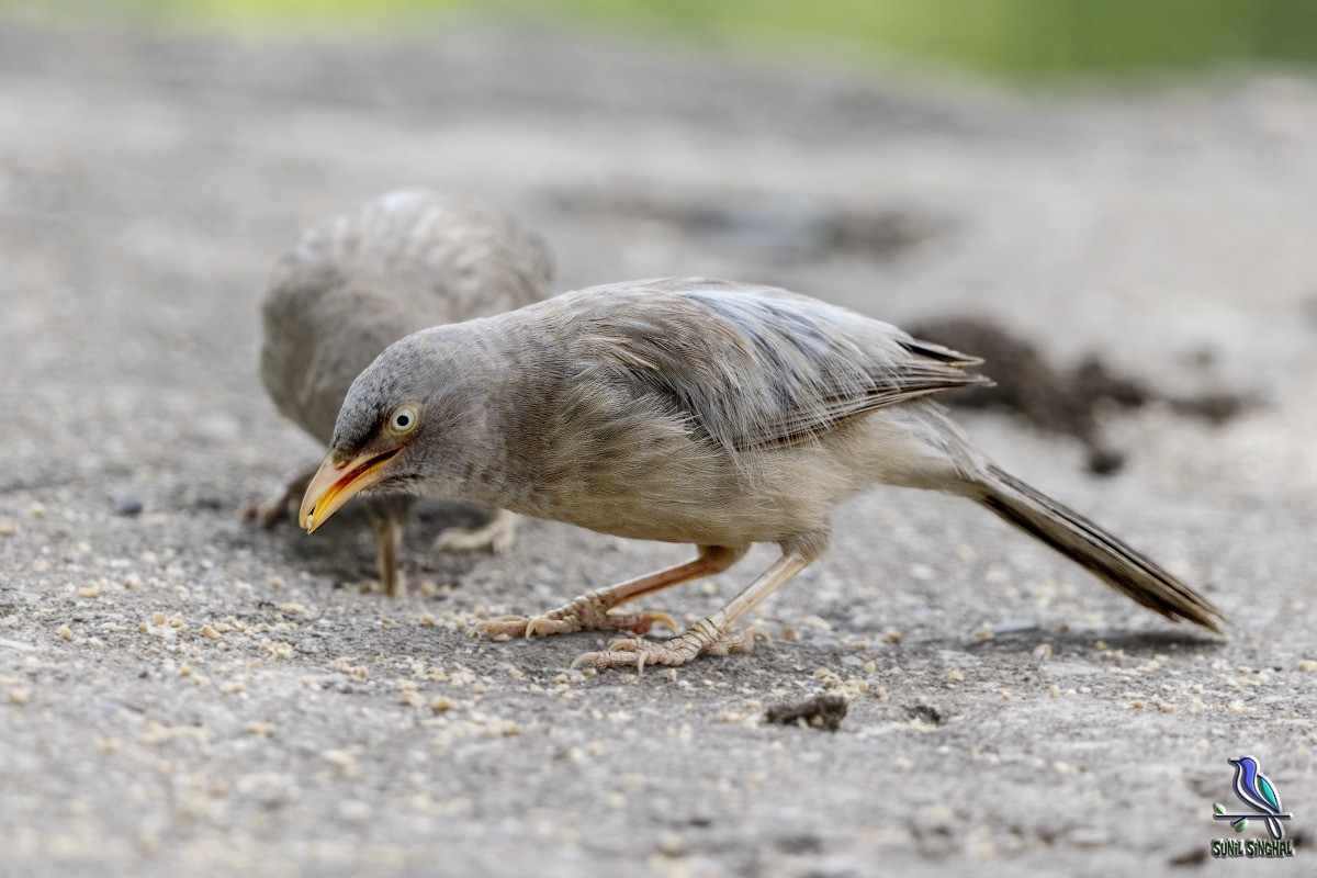 Jungle Babbler - ML608318783