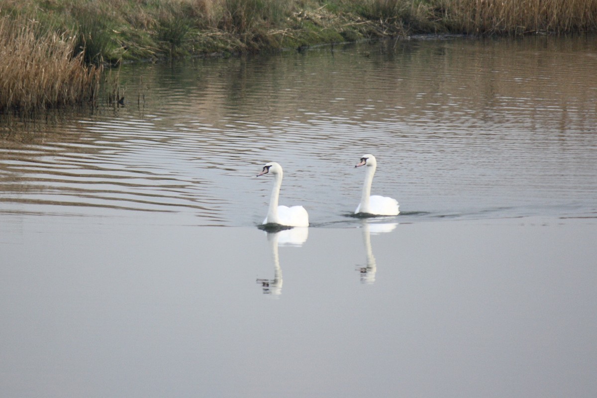 Mute Swan - ML608318789