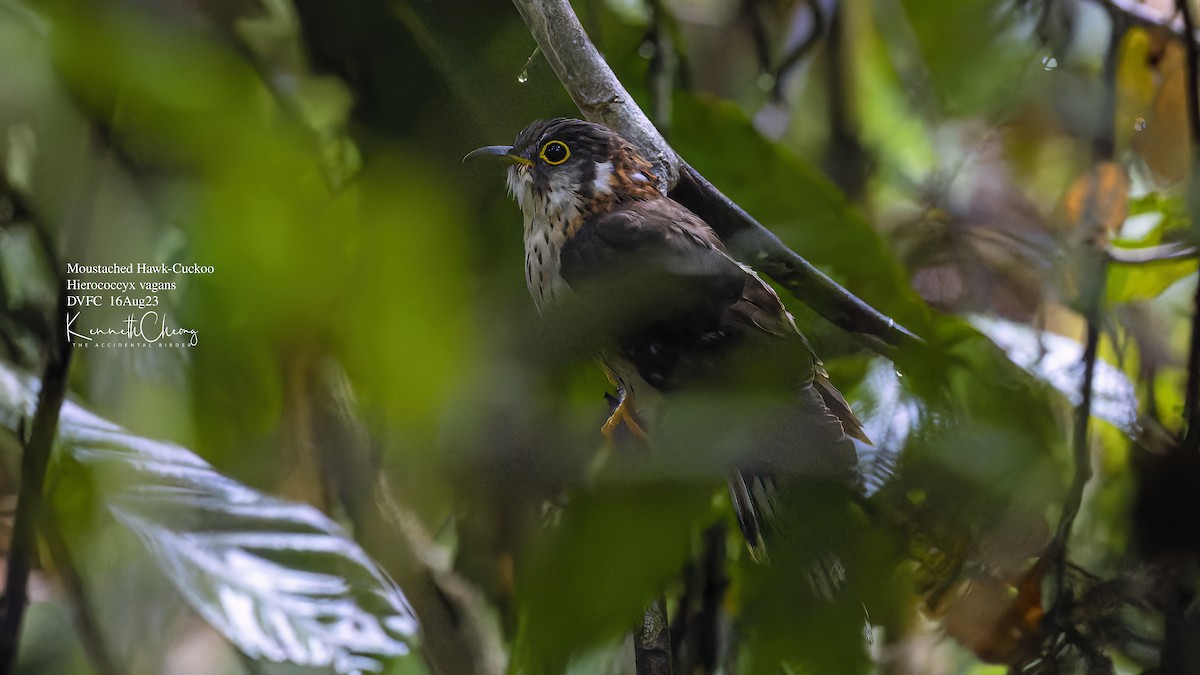 Moustached Hawk-Cuckoo - Kenneth Cheong