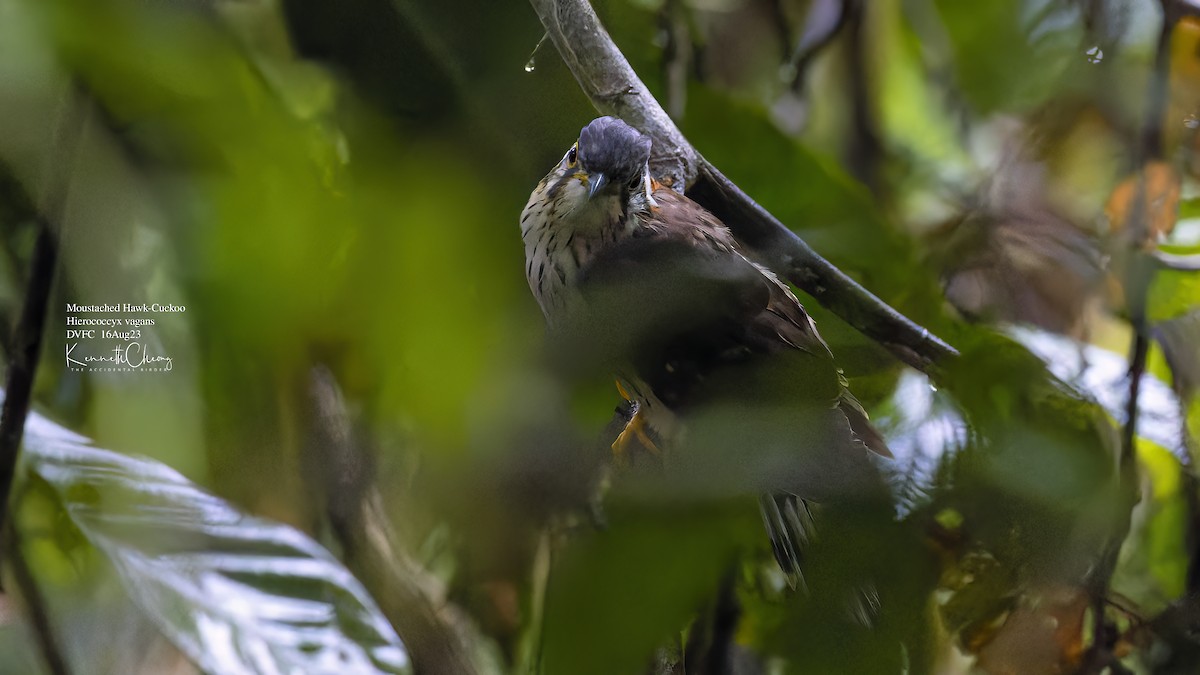 Moustached Hawk-Cuckoo - Kenneth Cheong