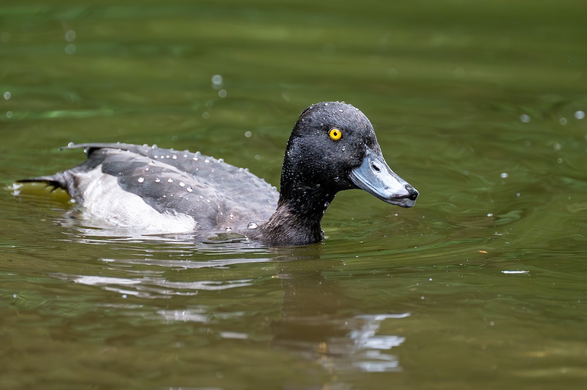 Tufted Duck - Matthew Vanderheyden