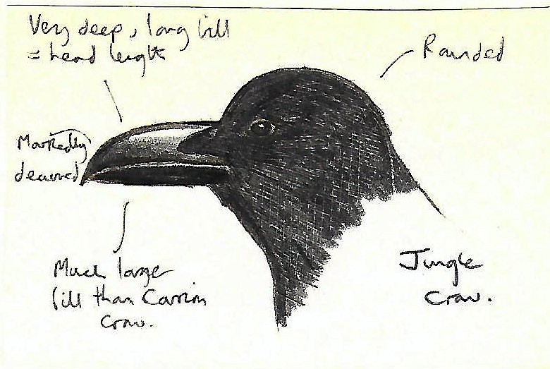 tykknebbkråke - ML608318975