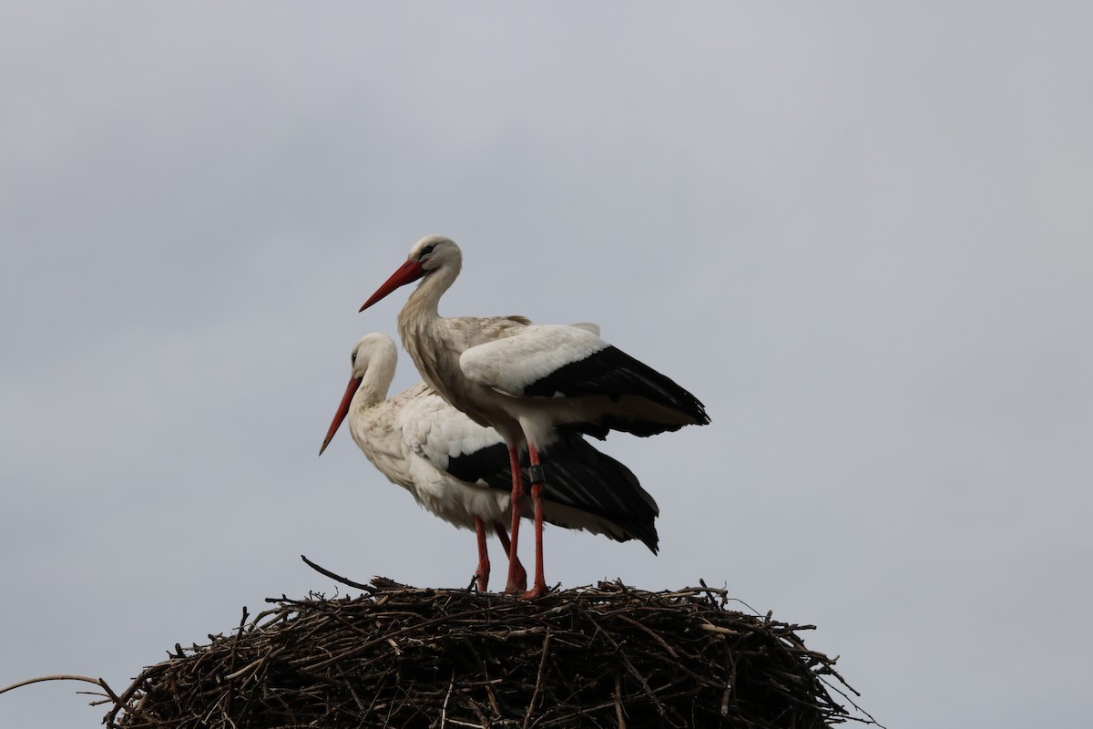 White Stork - ML608318995