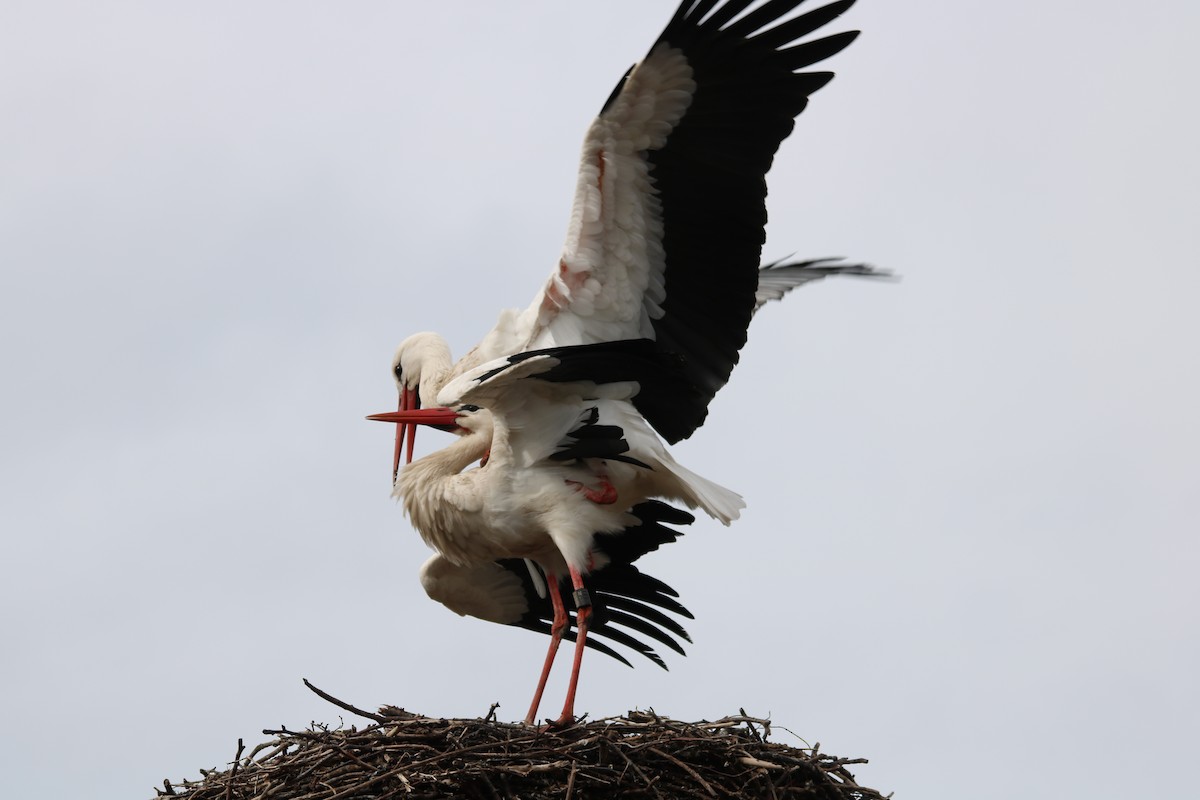 White Stork - ML608318998
