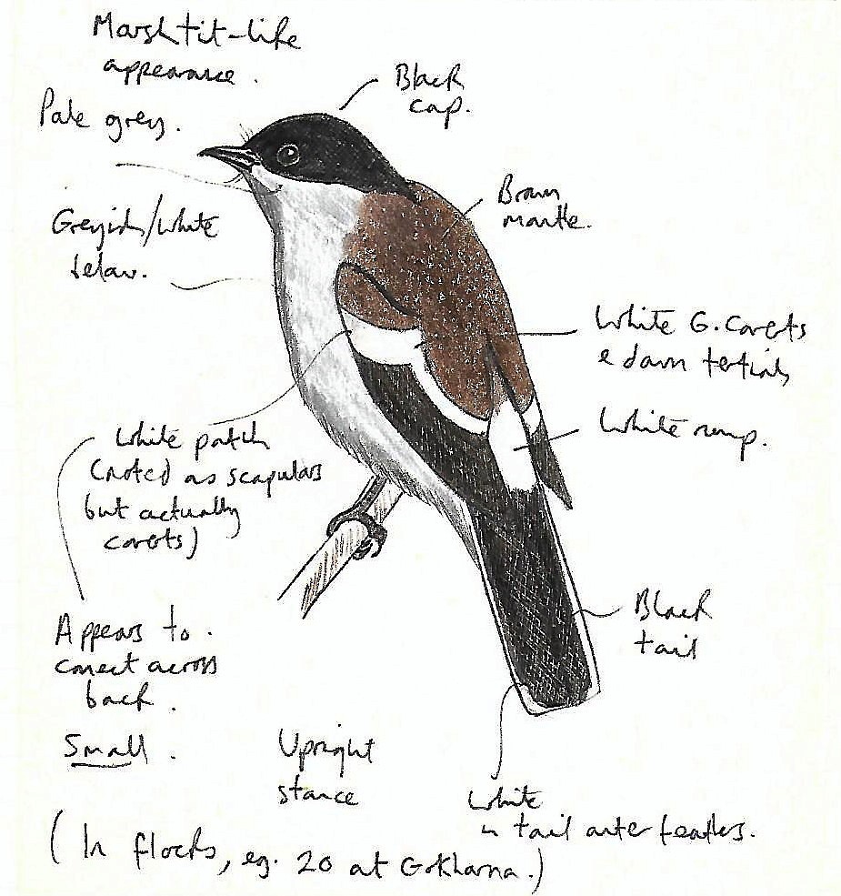 Bar-winged Flycatcher-shrike - Andrew Collins