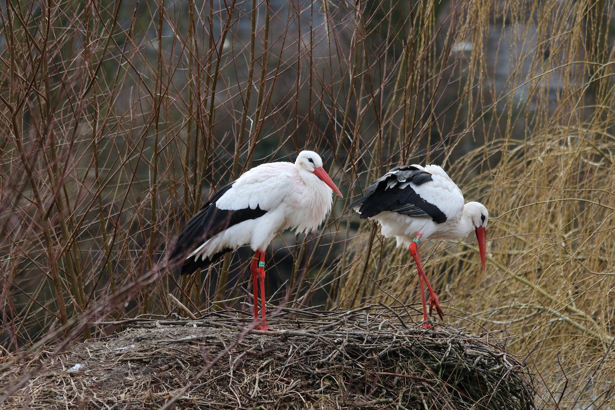 White Stork - ML608319005