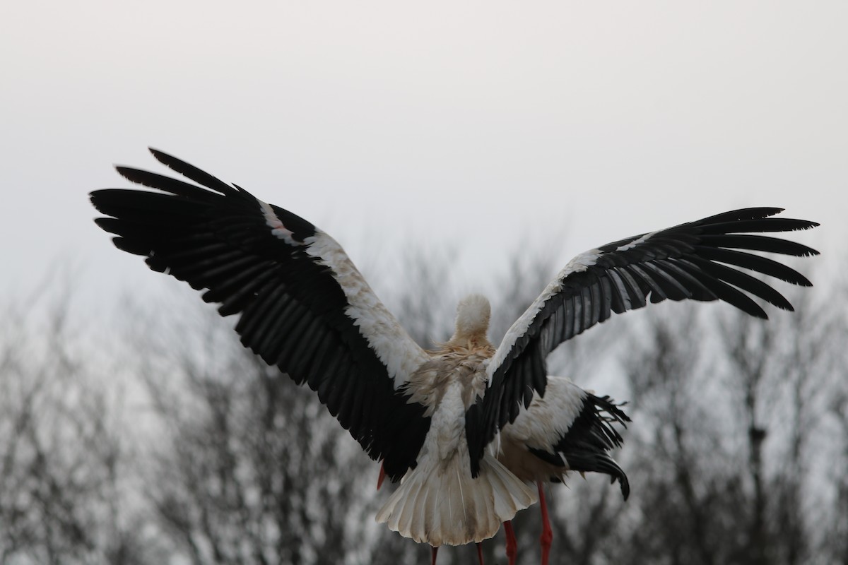 White Stork - ML608319006