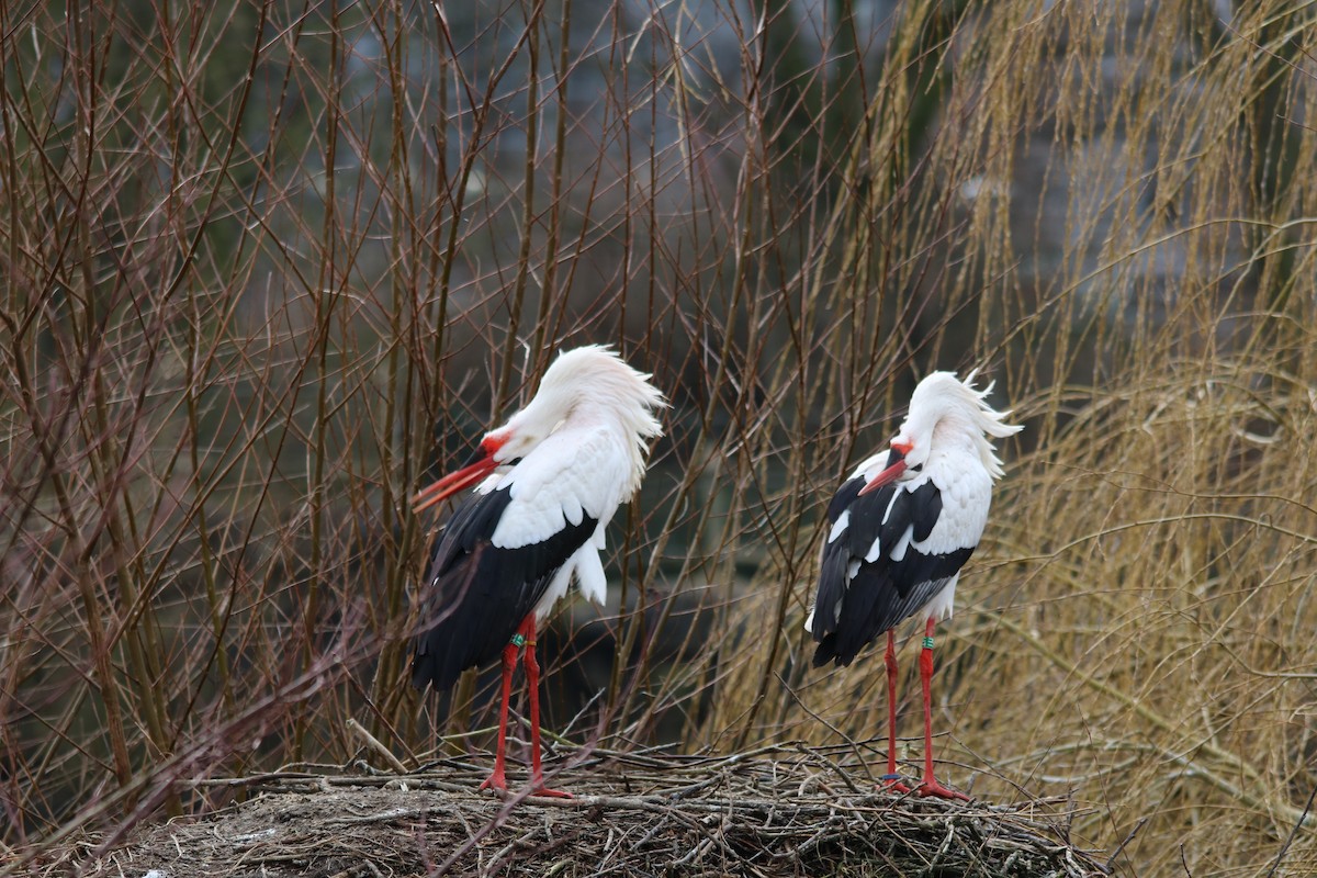 White Stork - ML608319020