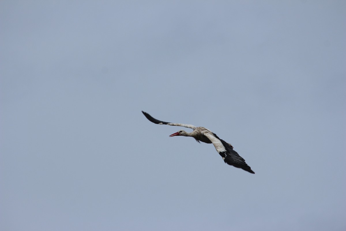 White Stork - ML608319026