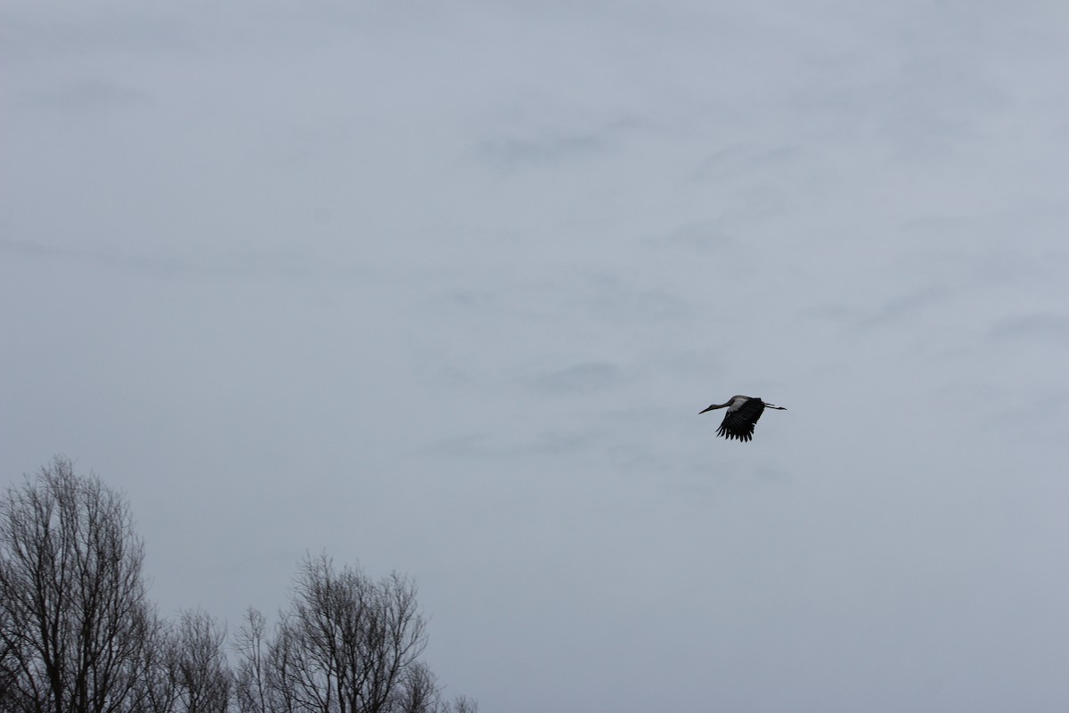 White Stork - ML608319027