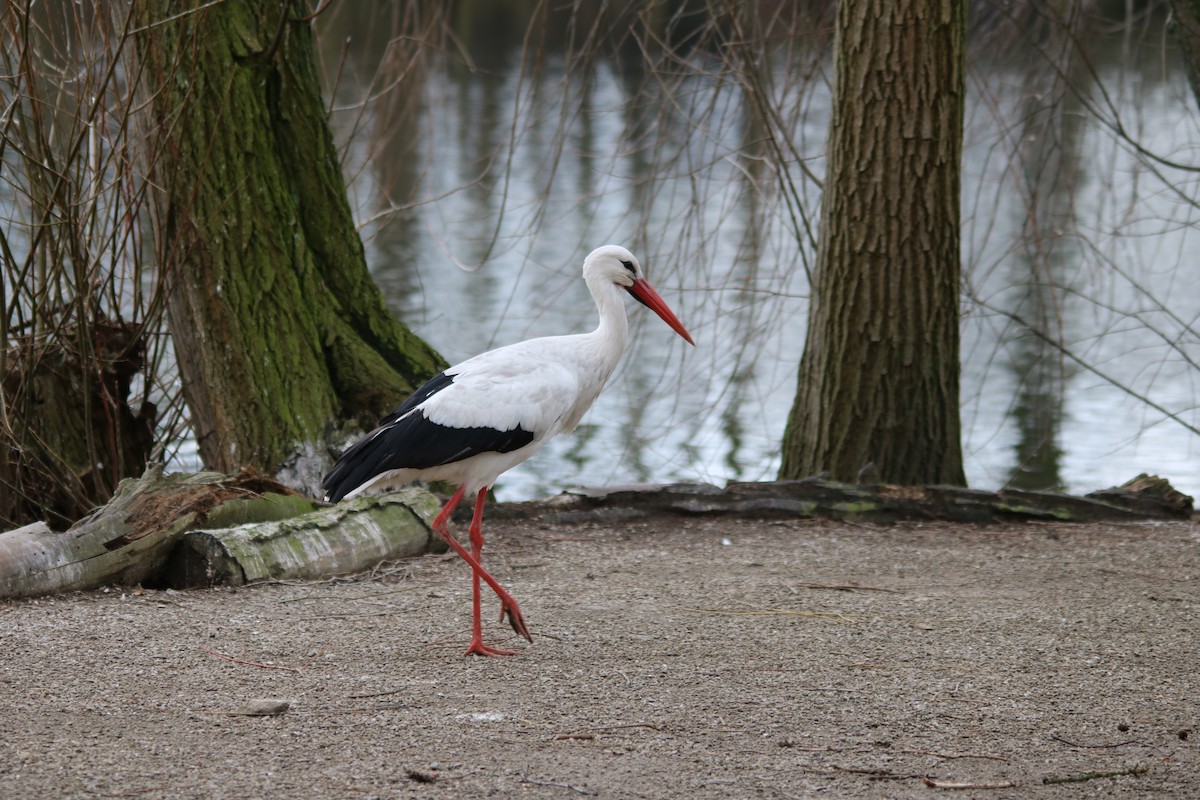 White Stork - ML608319035