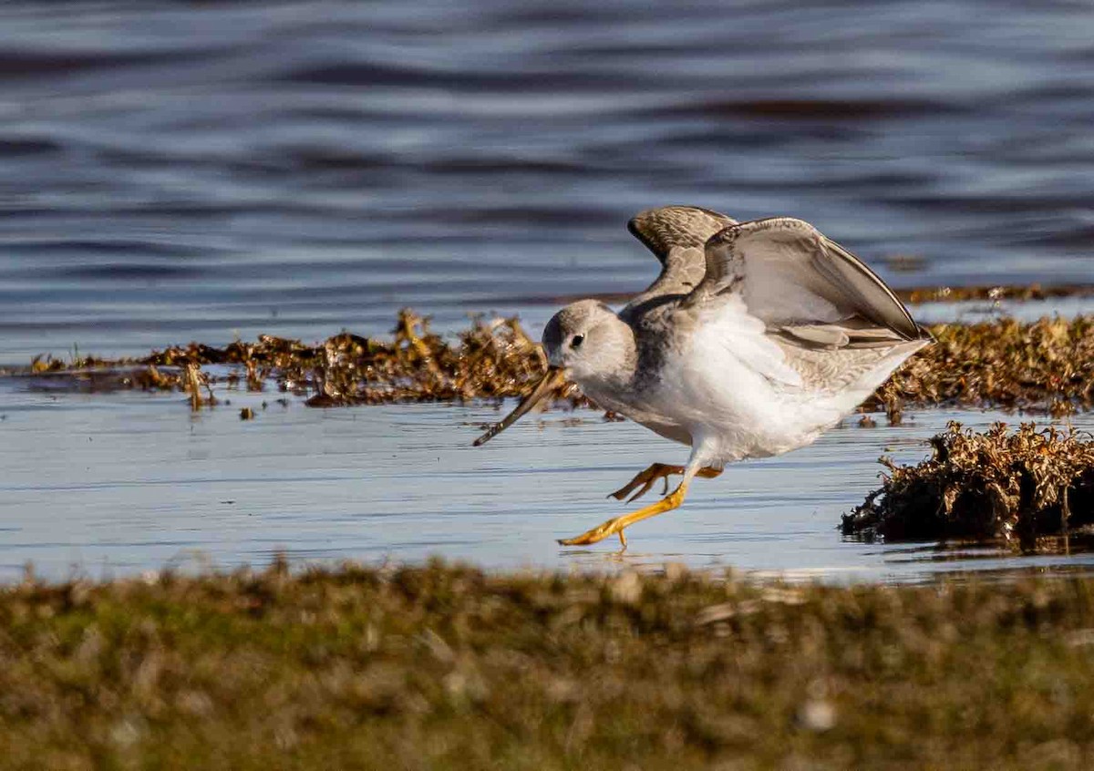 Terek Sandpiper - John Kyngdon