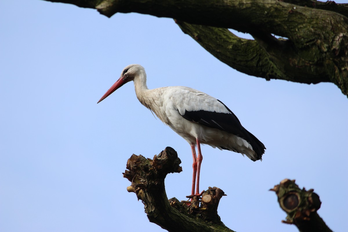 White Stork - ML608319093