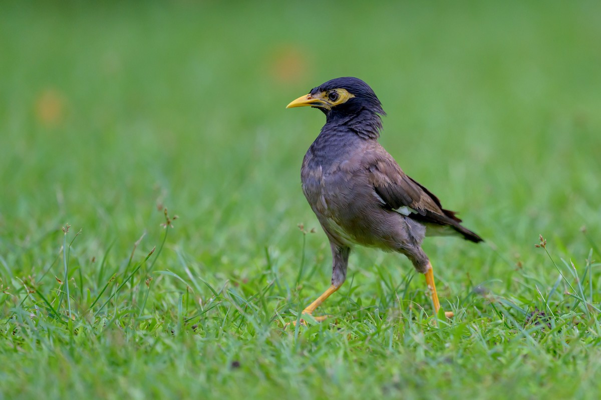 Common Myna - ML608319112