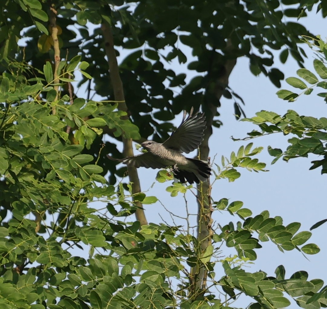 Black-headed Cuckooshrike - ML608319143