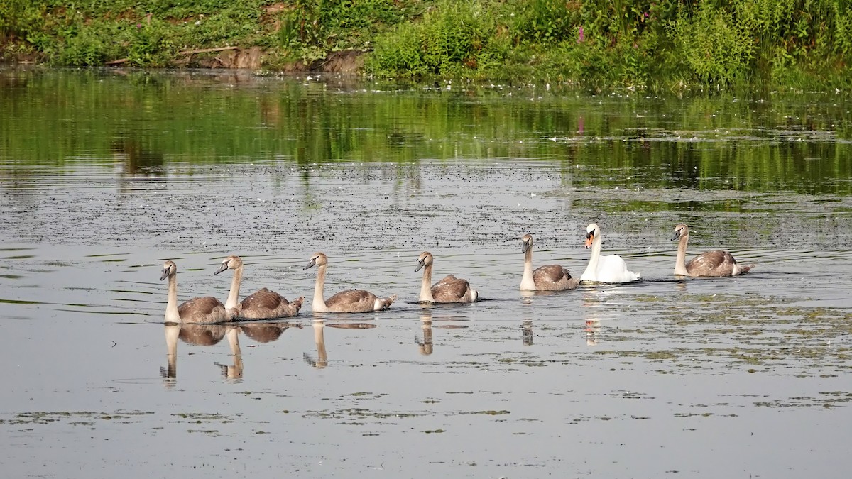 Mute Swan - ML608319186