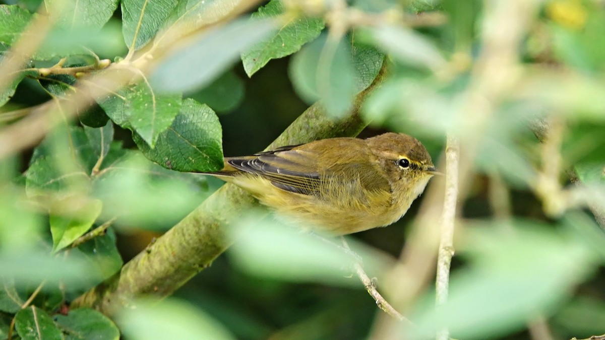 Common Chiffchaff - ML608319276