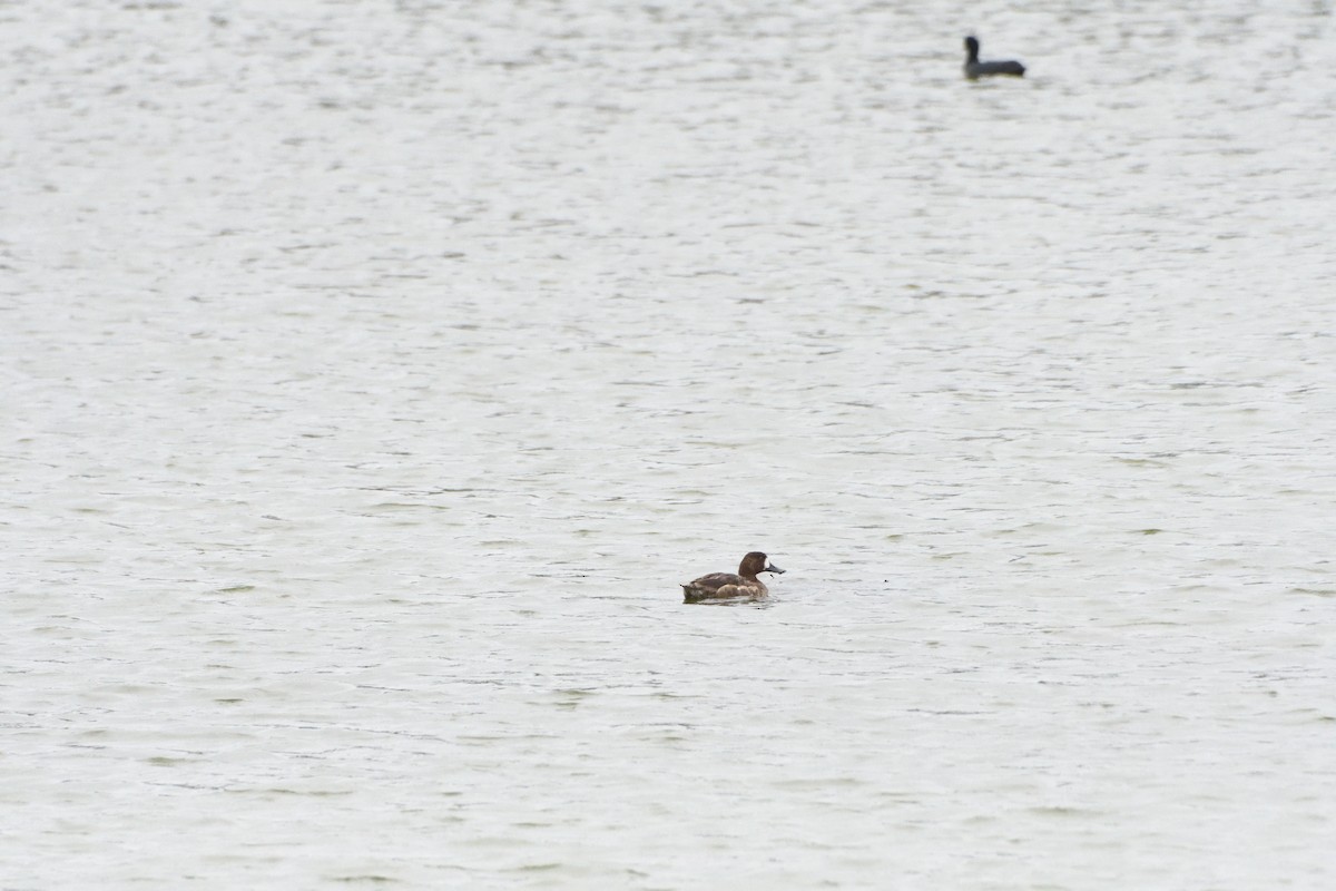 Greater Scaup - ML608319392