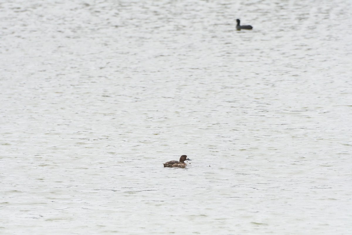 Greater Scaup - ML608319393