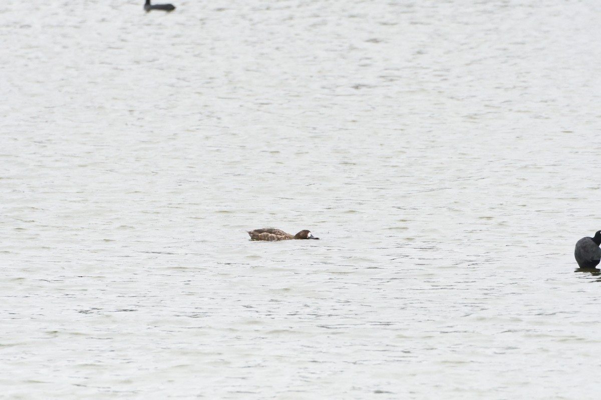 Greater Scaup - ML608319394