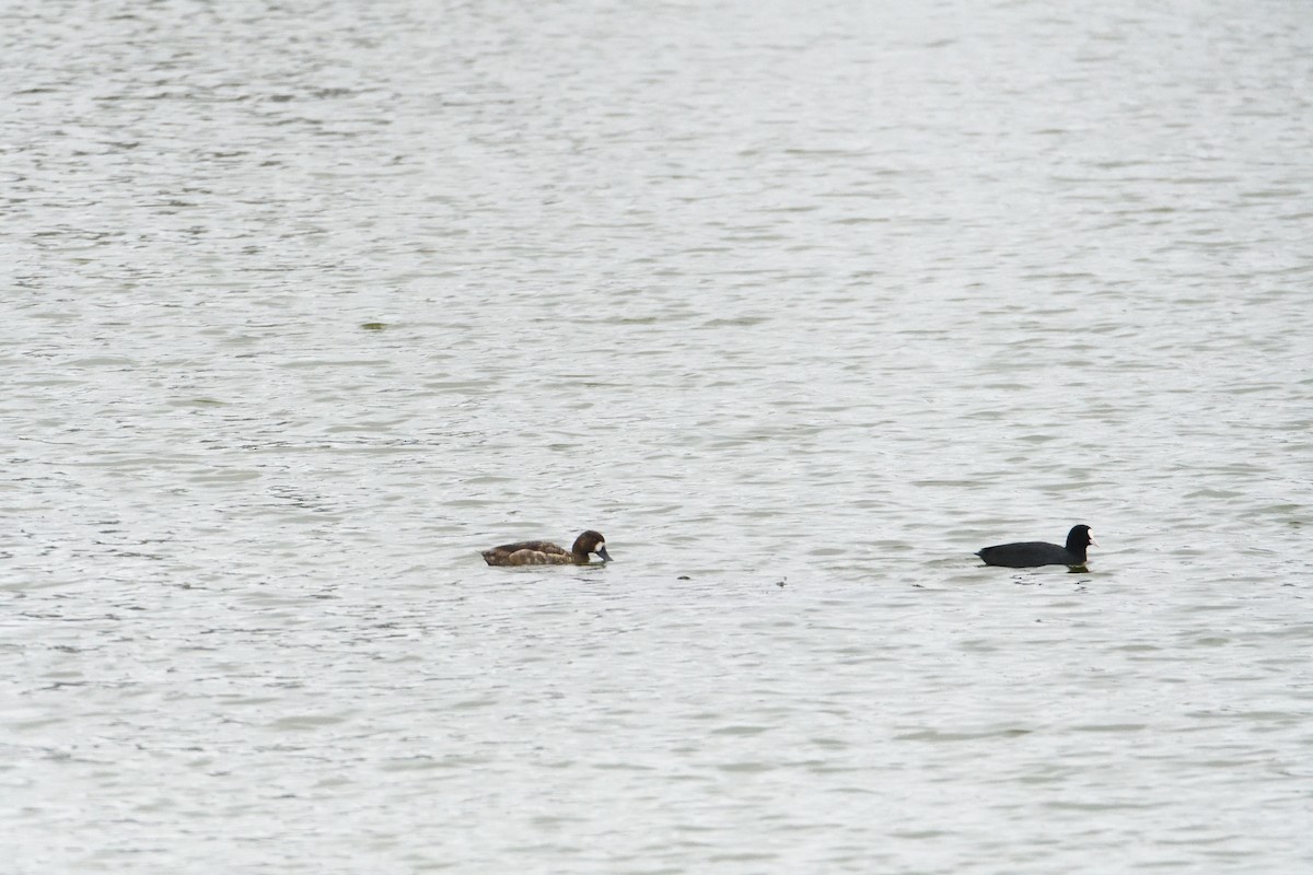 Greater Scaup - ML608319395