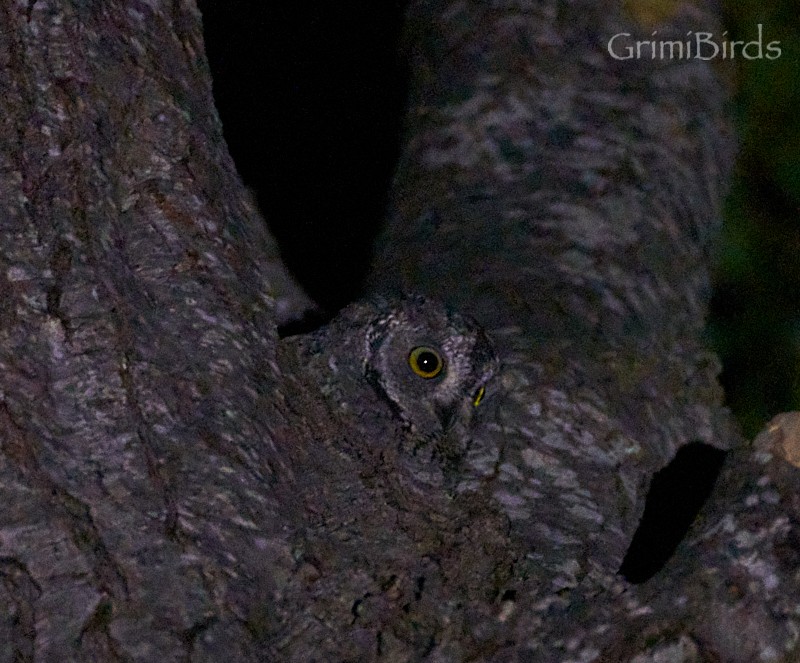 Cyprus Scops-Owl - ML608319454