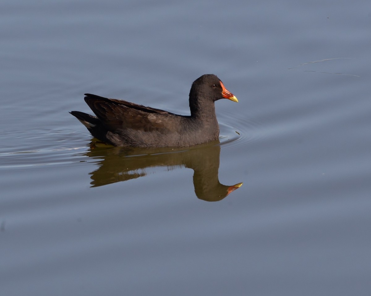 Dusky Moorhen - Peter Storer