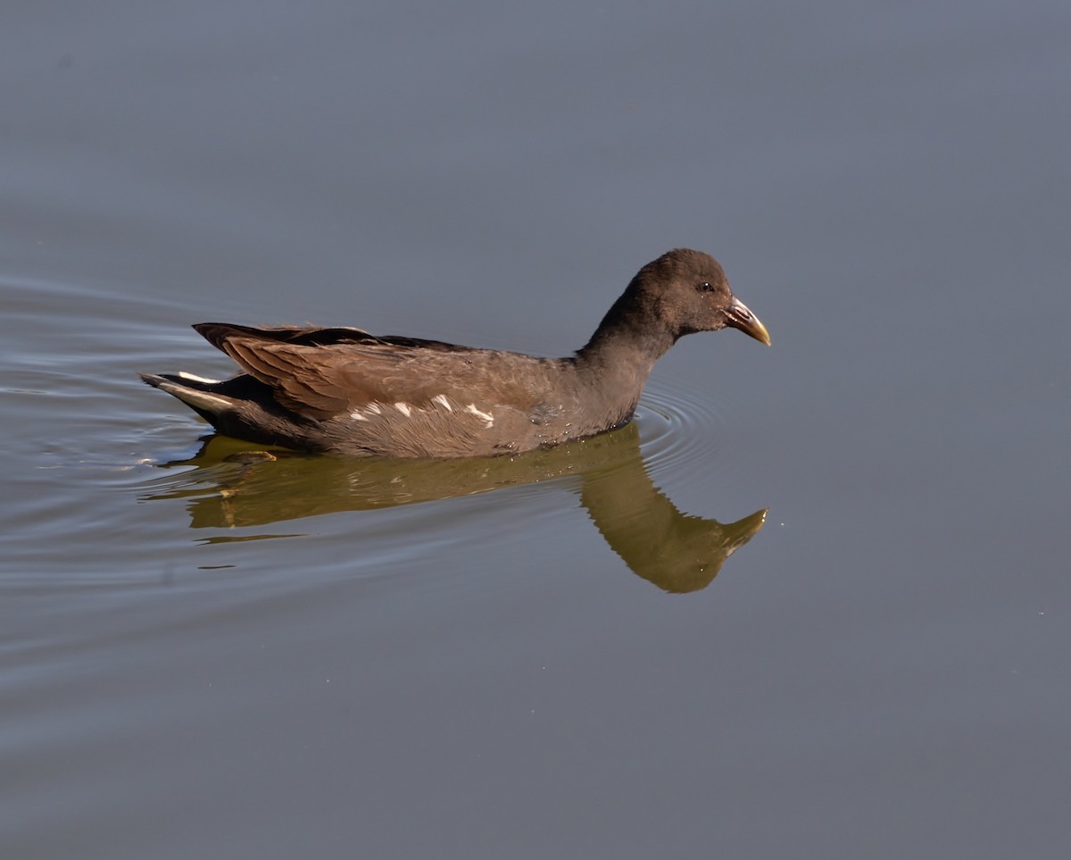 Dusky Moorhen - Peter Storer