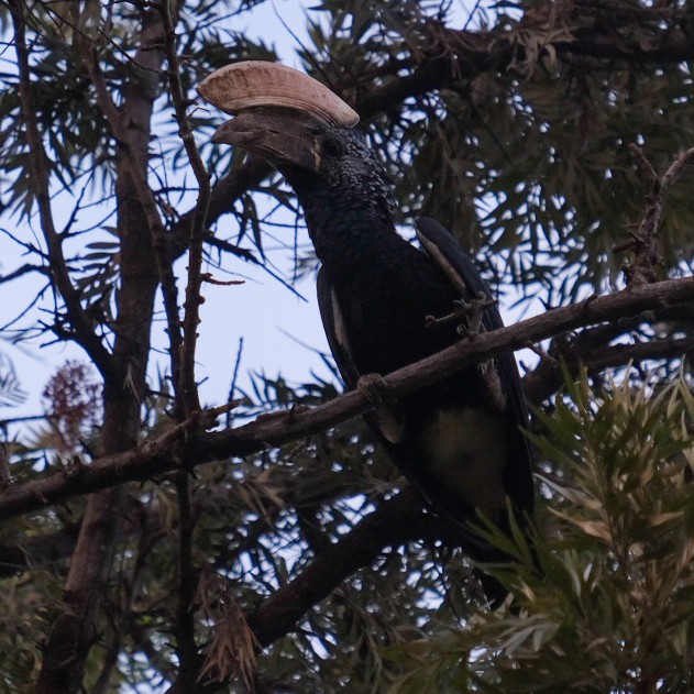 Silvery-cheeked Hornbill - ML608319675