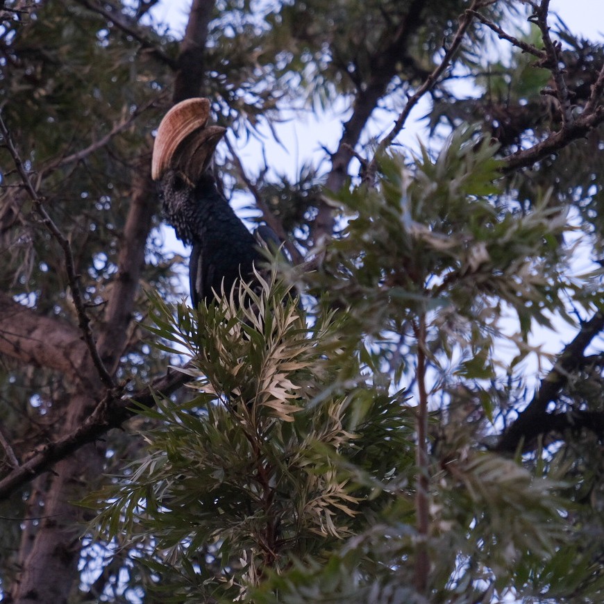 Silvery-cheeked Hornbill - ML608319676