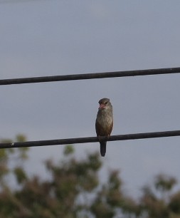 Gray-headed Kingfisher - ML608319680