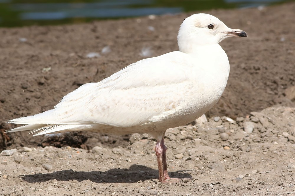 Gaviota Groenlandesa - ML608319705