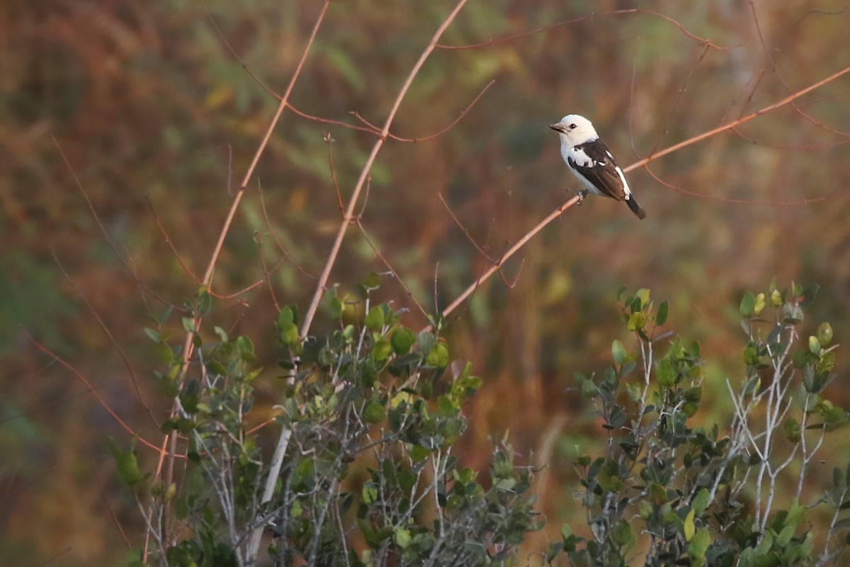 Ak Başlı Barbet - ML608319794