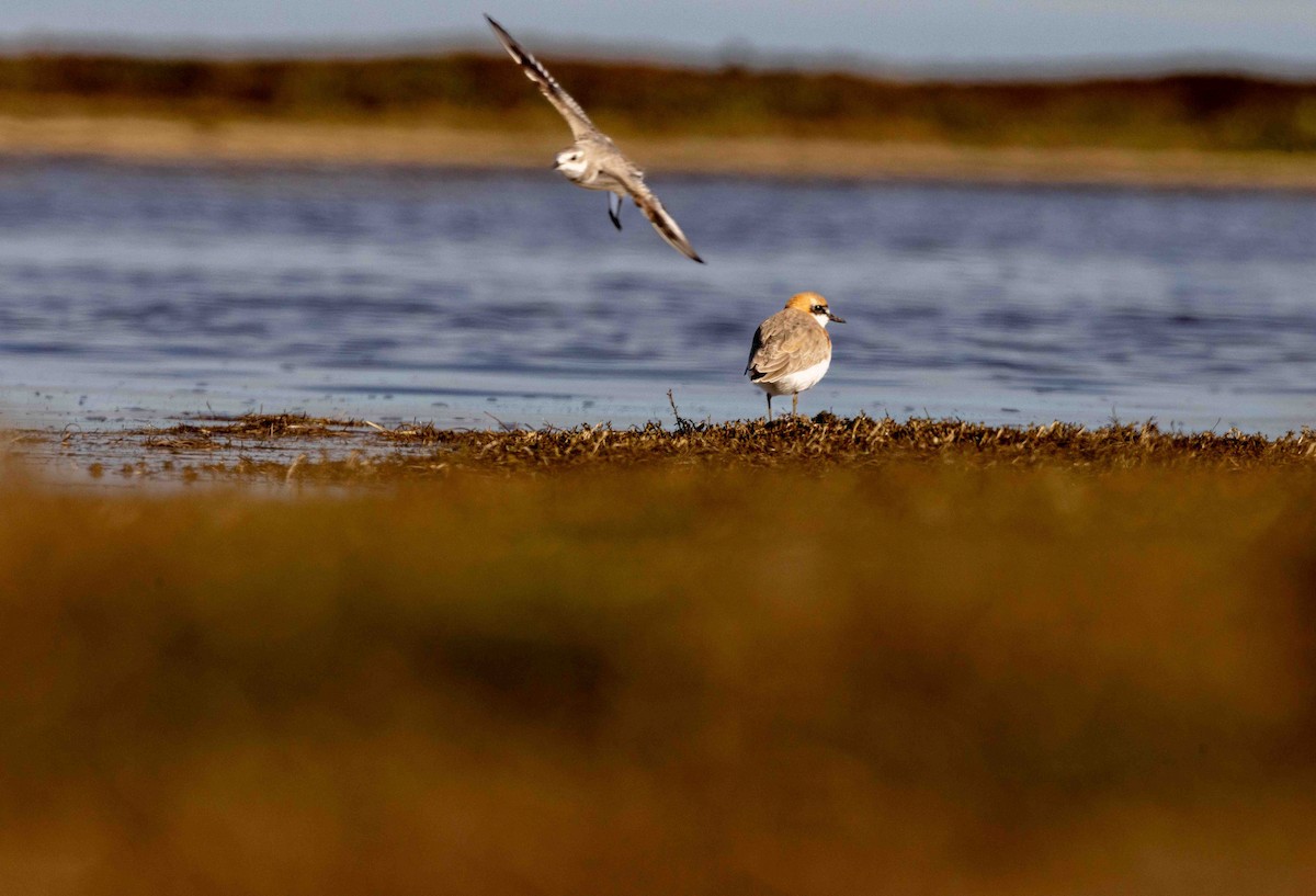 鐵嘴鴴 - ML608319804