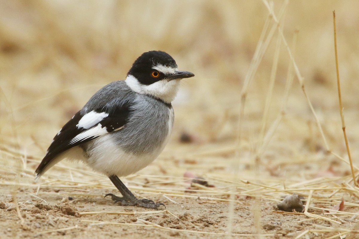 White-tailed Shrike - Joshua Bergmark | Ornis Birding Expeditions