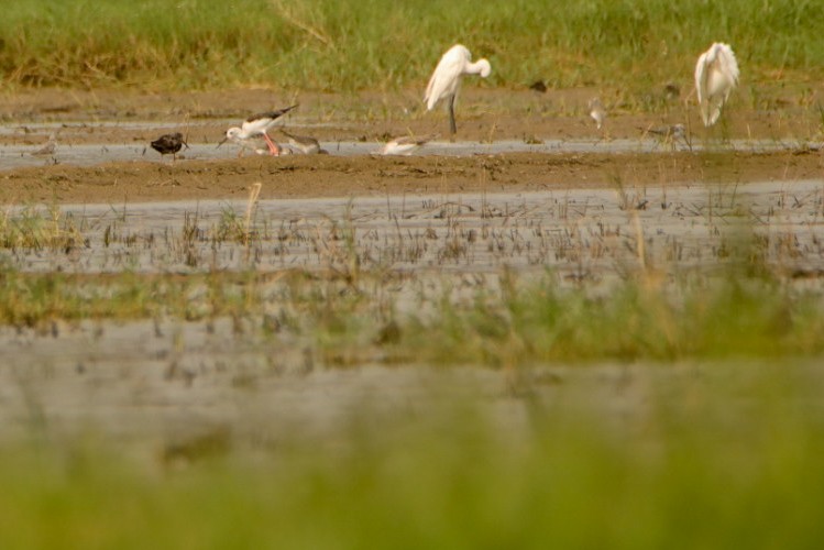 Spotted Redshank - ML608319841