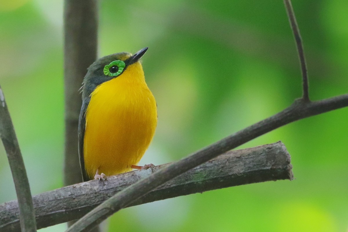 Batis Carunculado Ventrigualdo (ansorgei) - ML608319903