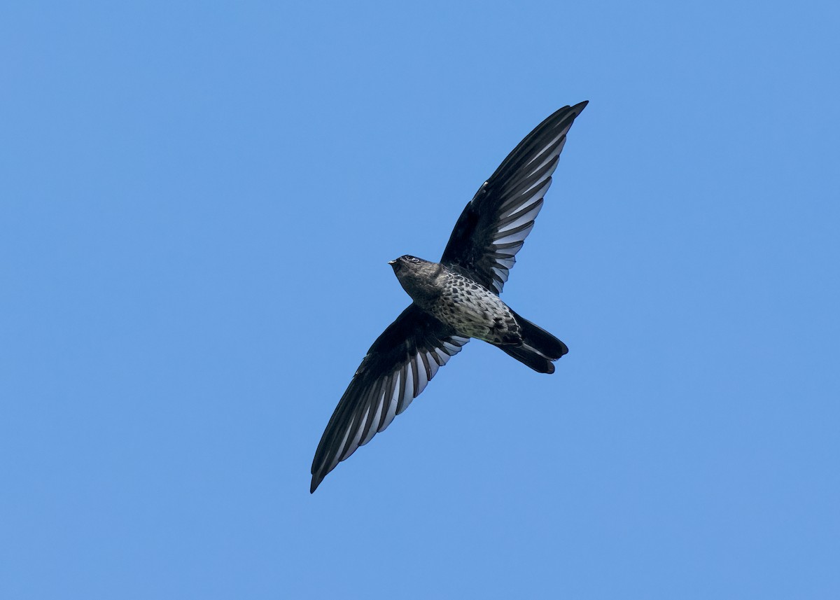 Plume-toed Swiftlet - ML608319991