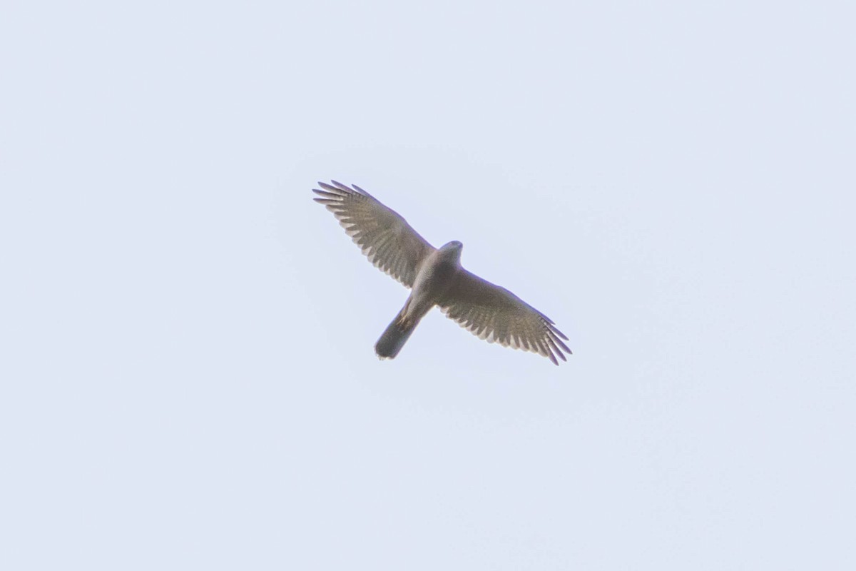 Brown Goshawk - ML608320008