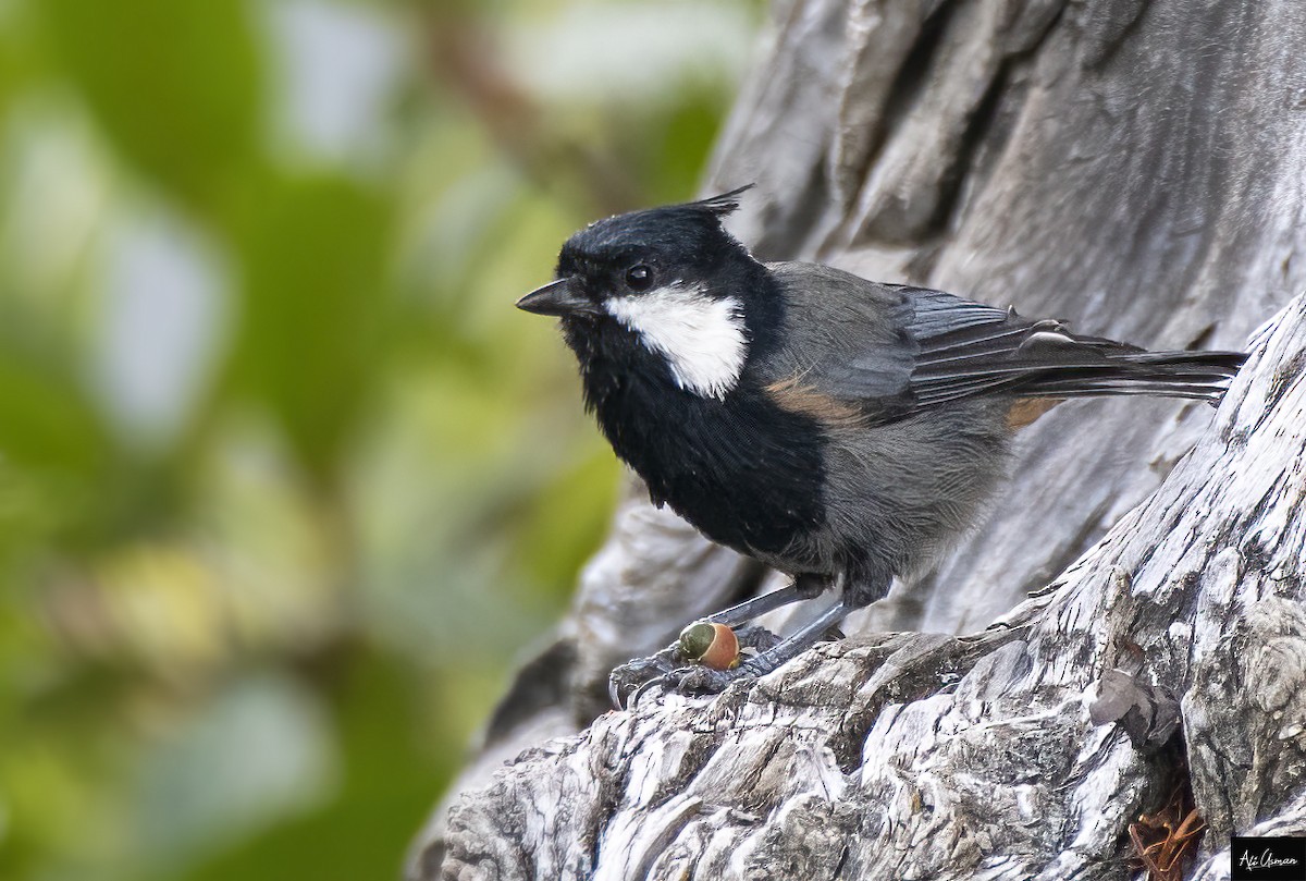 Rufous-naped Tit - ML608320076