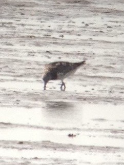 Great Knot - ML608320110