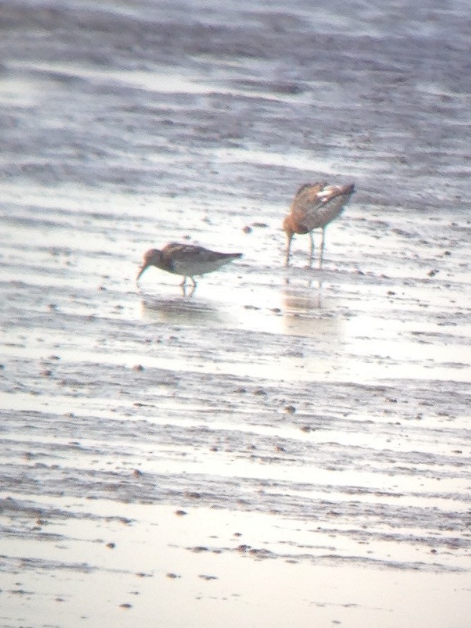 Great Knot - ML608320111