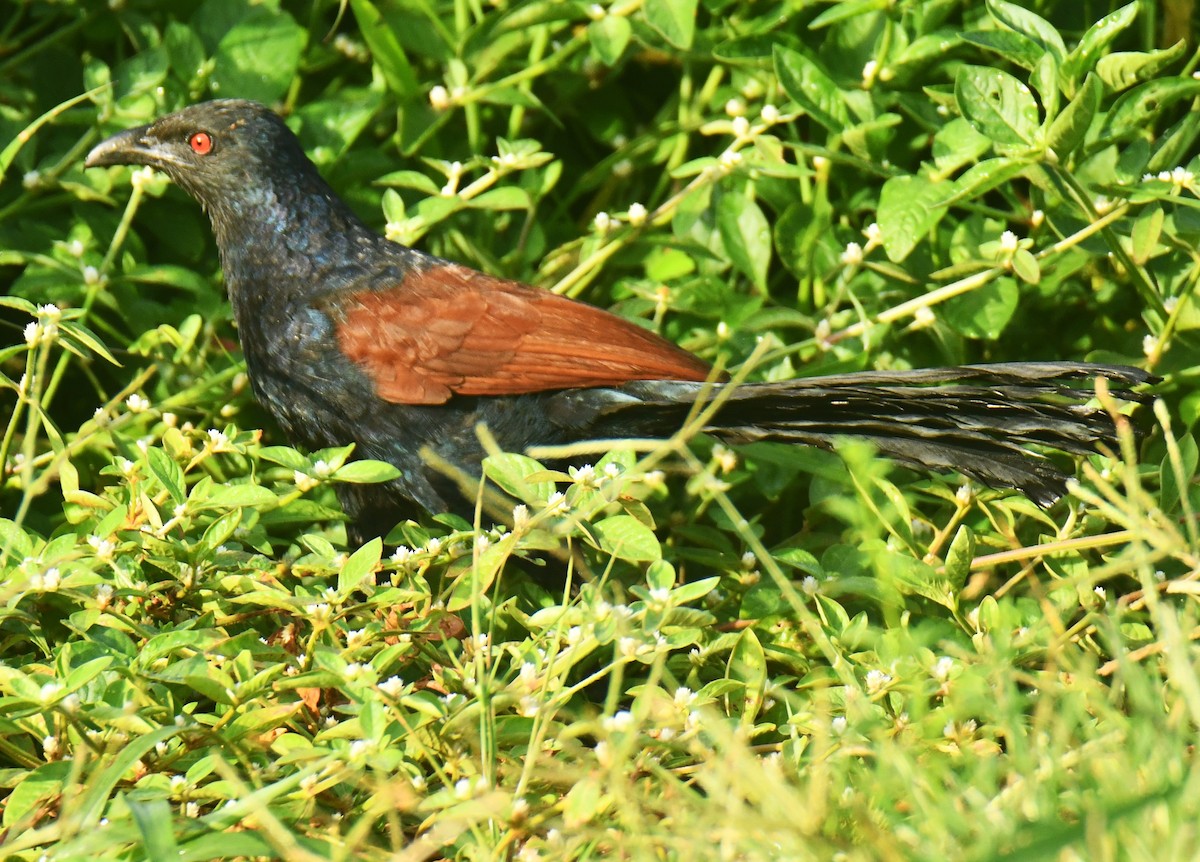 Greater Coucal - ML608320290
