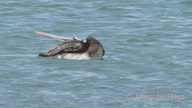 Peruvian Pelican - ML608320299